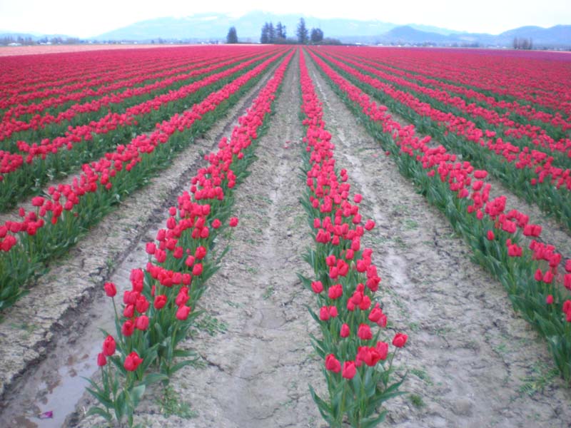 21_red_rows