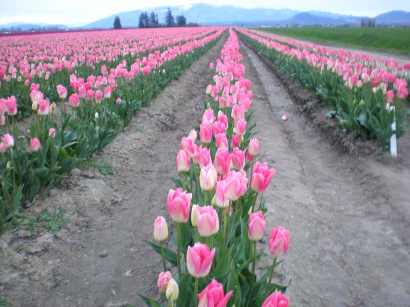28_tulips_no_flash