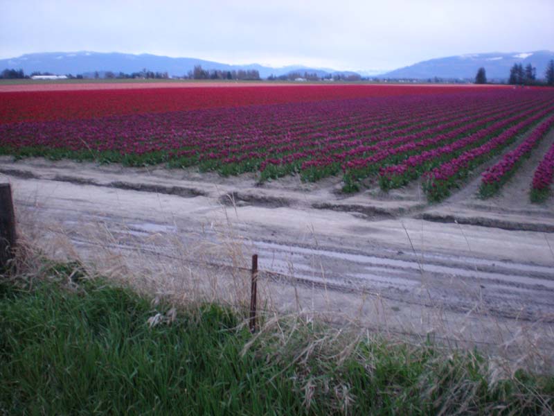 29_pink_red_purple