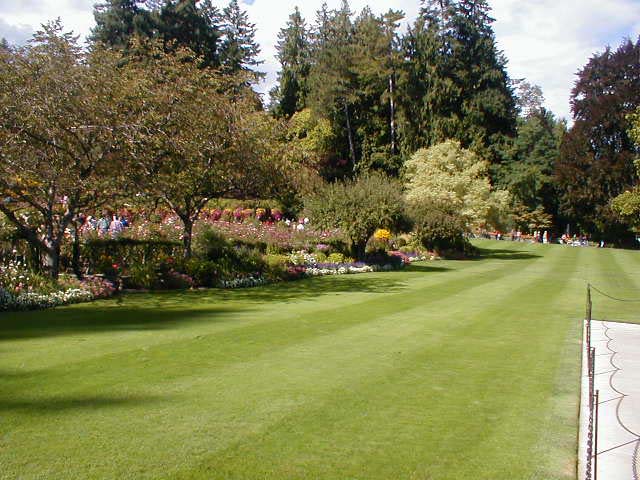 06_Lawn-Rose