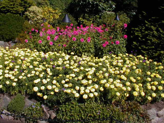 12_Yellow_and_pink1