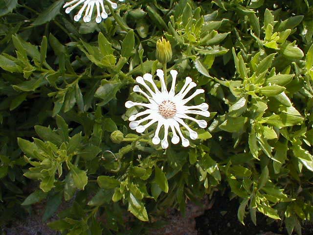 19_Space_flower