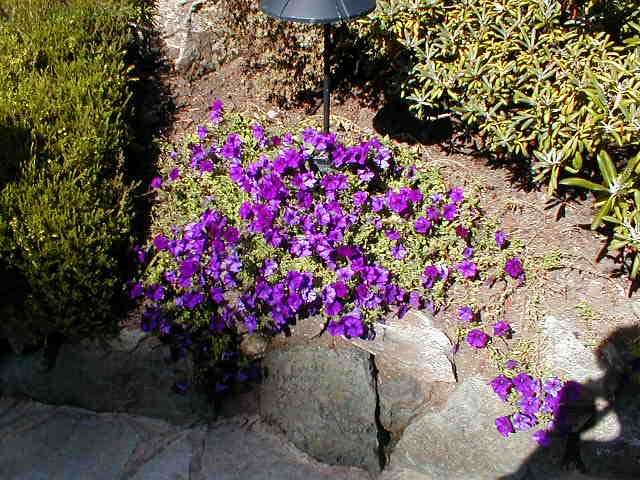 21_Purple