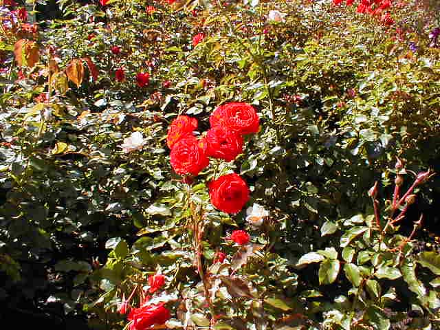 41_Very_red_rose